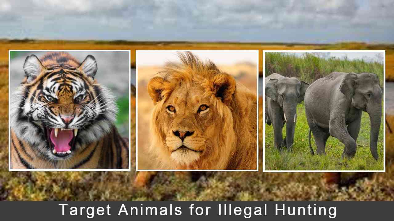 Illegal Hunting: One of The Dreading Crimes Against Natural ECO System ...